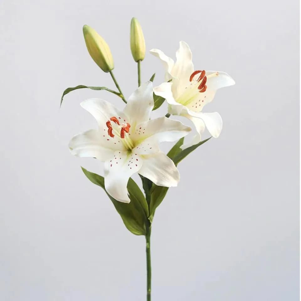 5 Stem White Lily