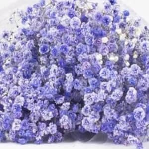 Whole Sale Gypso Purple