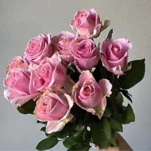 10 Pink Roses