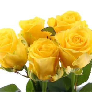 10 Yellow Roses