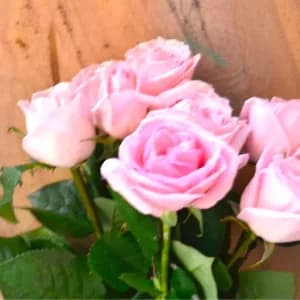 5 Pink Roses