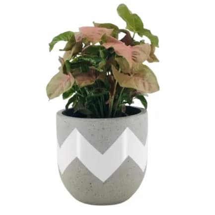 Syngonium Red Heart Feel Green with GREY designed pot