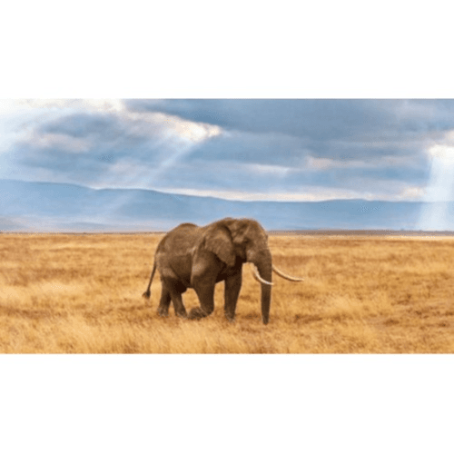 Clementoni - The Lost - 1000Pcs - Panorama Puzzle