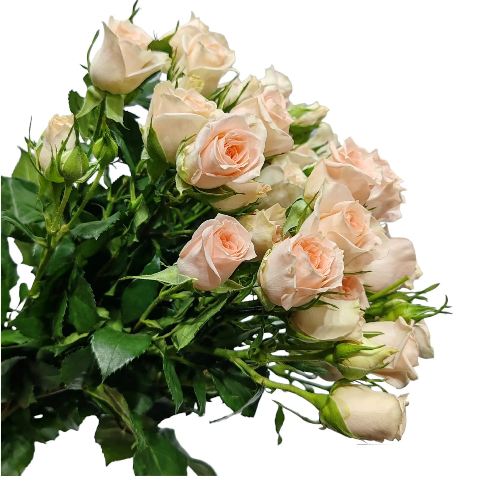 Light Pink Spray Rose Bunch