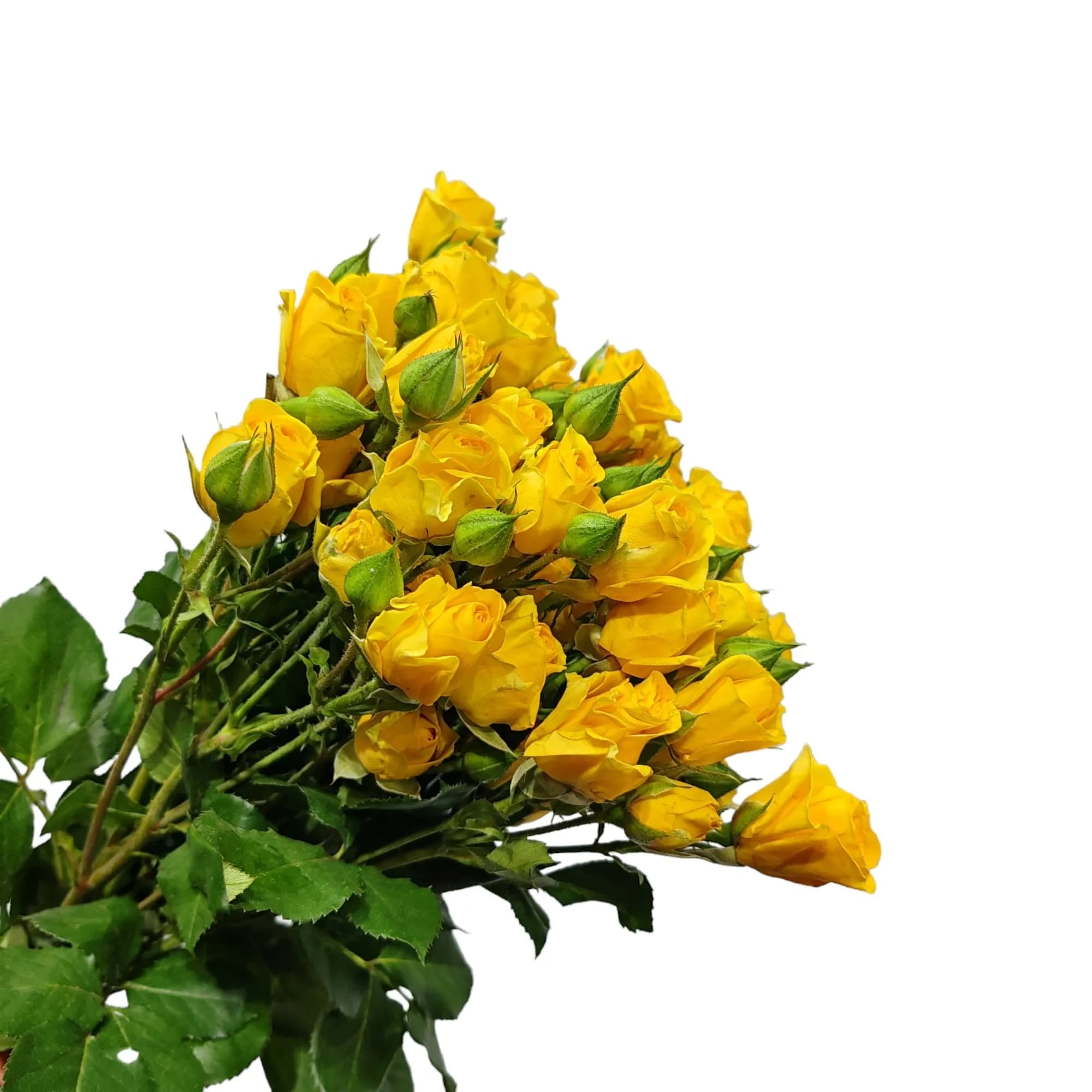 Yellow Spray Rose Bunch