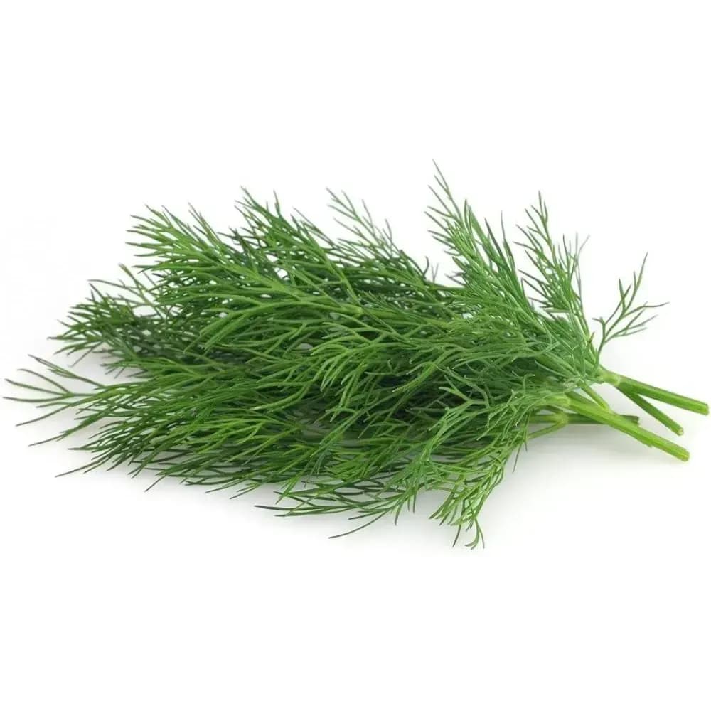 Dill Leaves 1 Bunch