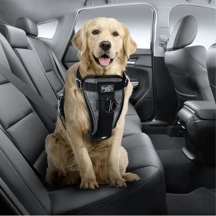 AFP Travel-Car Seat Harness medium