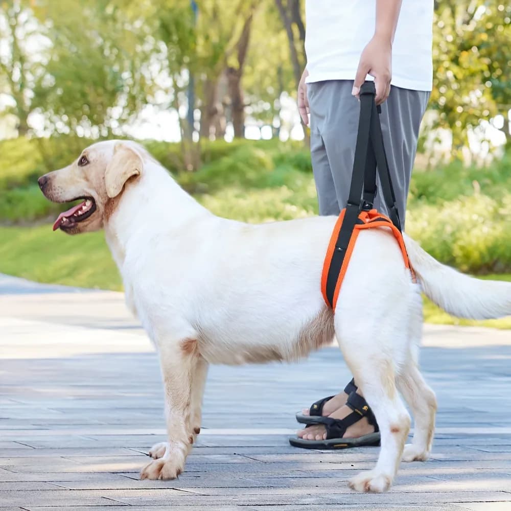 Dog Hind Leg Assist Belt - medium 