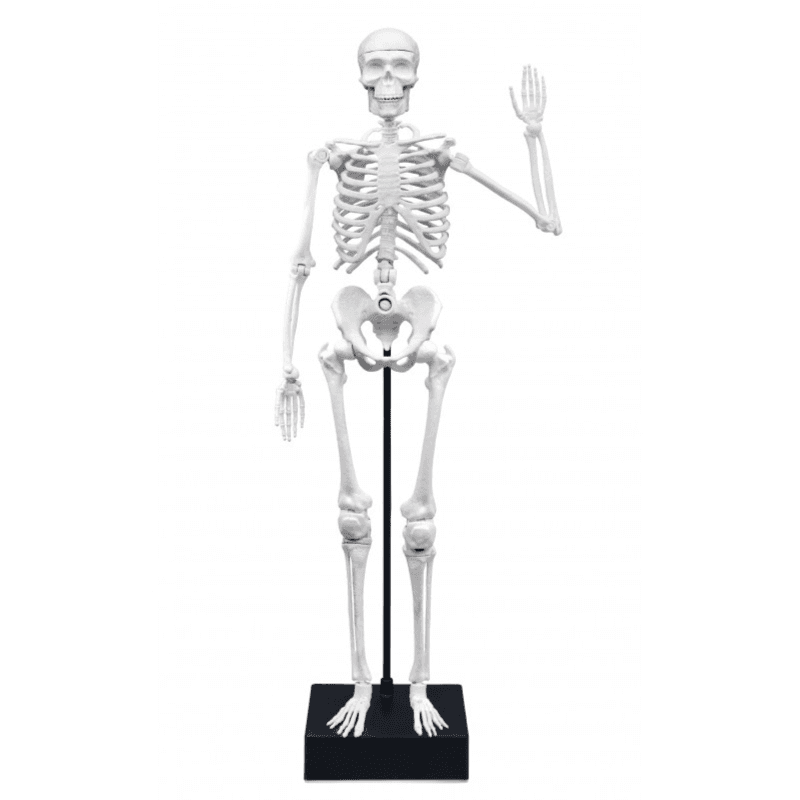 Buki France - Giant Articulated Skeleton (45cm)