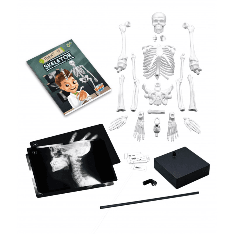 Buki France - Giant Articulated Skeleton (45cm)