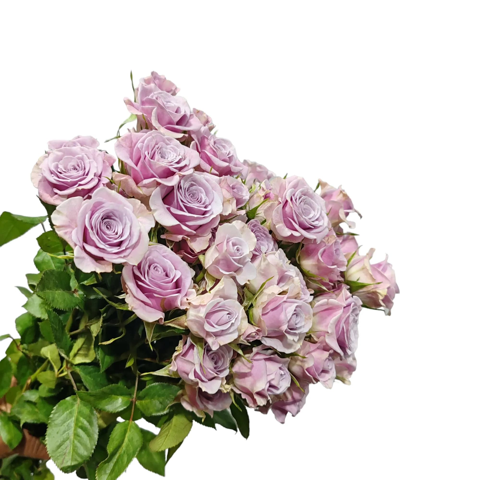 Purple Baby Rose Bunch