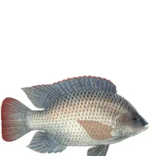 Ocean Tilapia Whole Clean Fish 1Kg