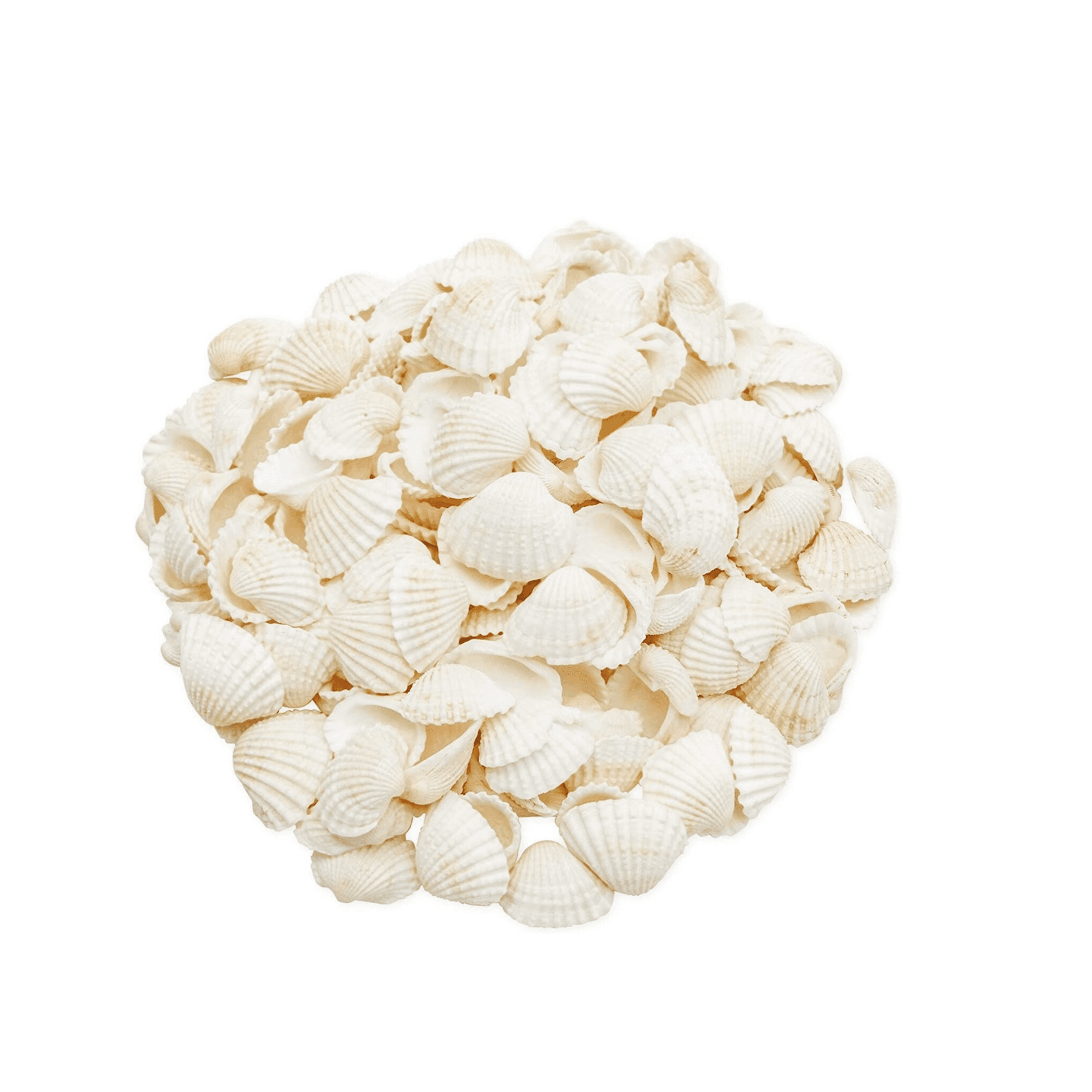 White Sea Shells for  Crafts 25mm 100g pack