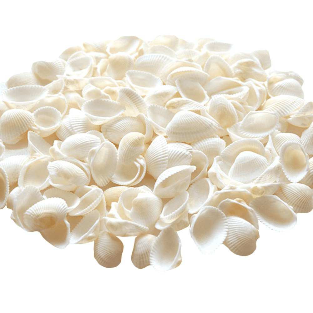 Small Seashell White Shell For Diy Craft