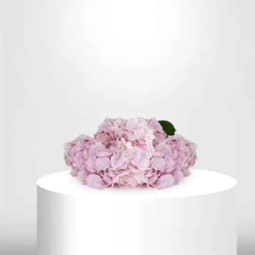 3 Pink Hydrangea - B60049