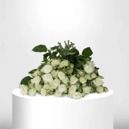 30 White Spray Roses - 60028