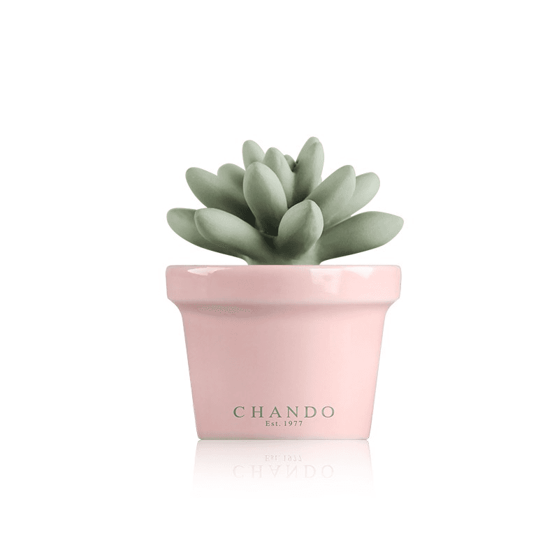 Chando Mini Succulent Diffuser