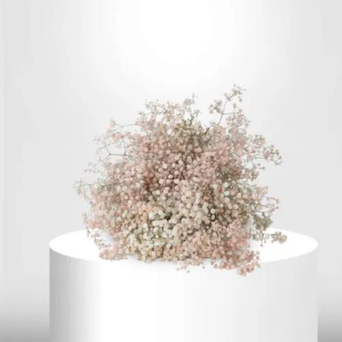 25 Pink Gypsophila - B60079