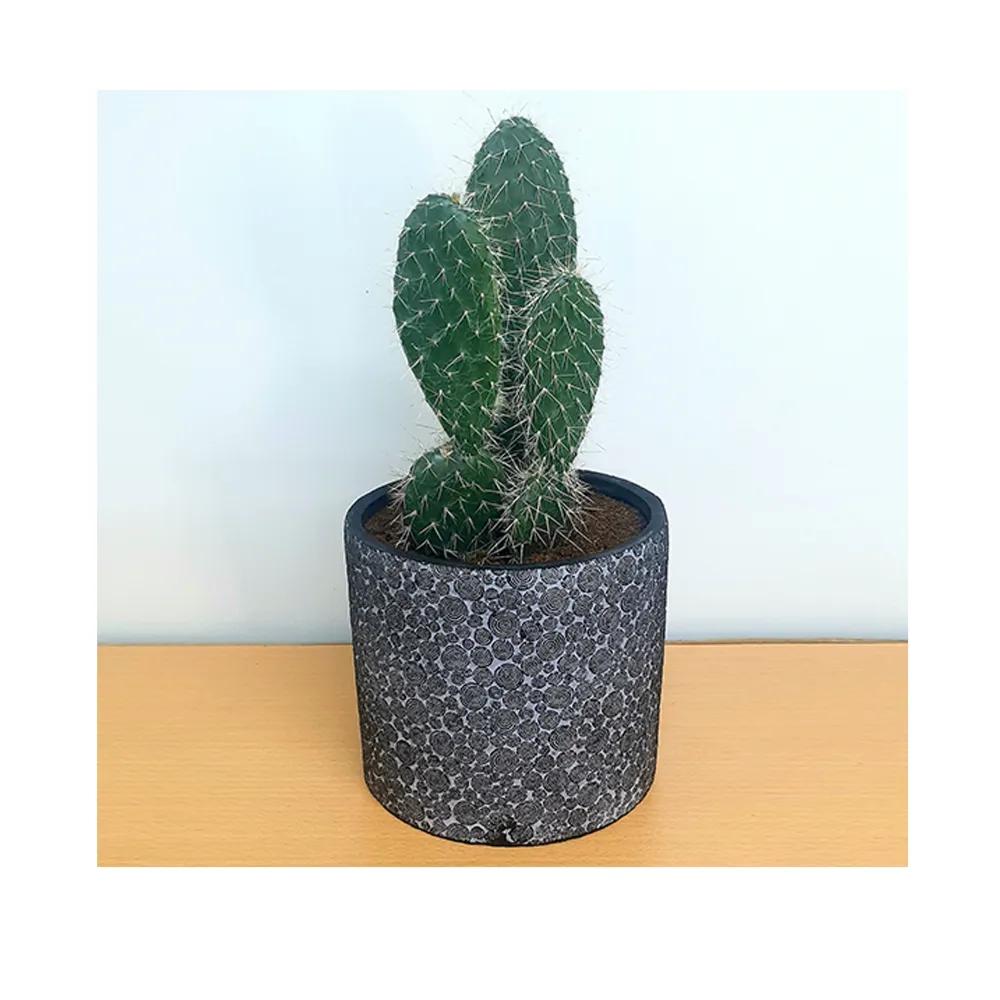 Cactus in Vase Cylinder Black