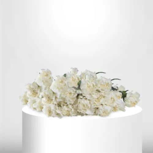 20 White Carnation - B60071