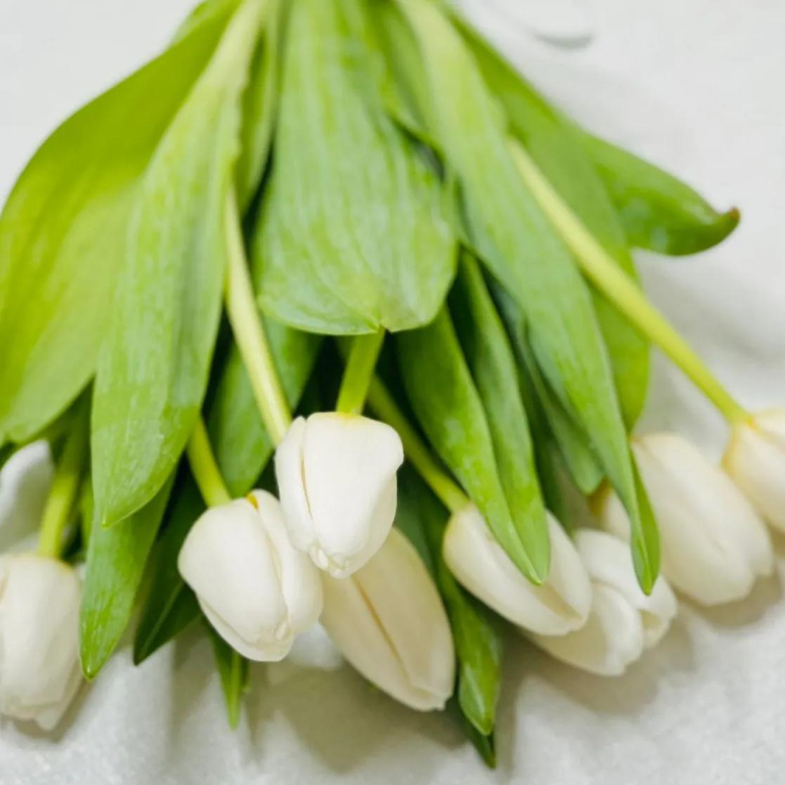 Fresh White Tulip