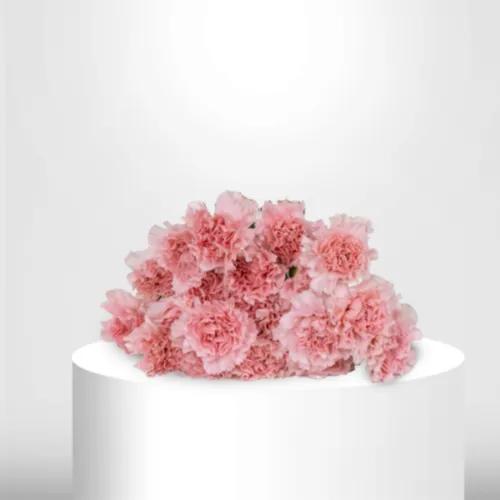 20 Light Pink Carnation - B60068