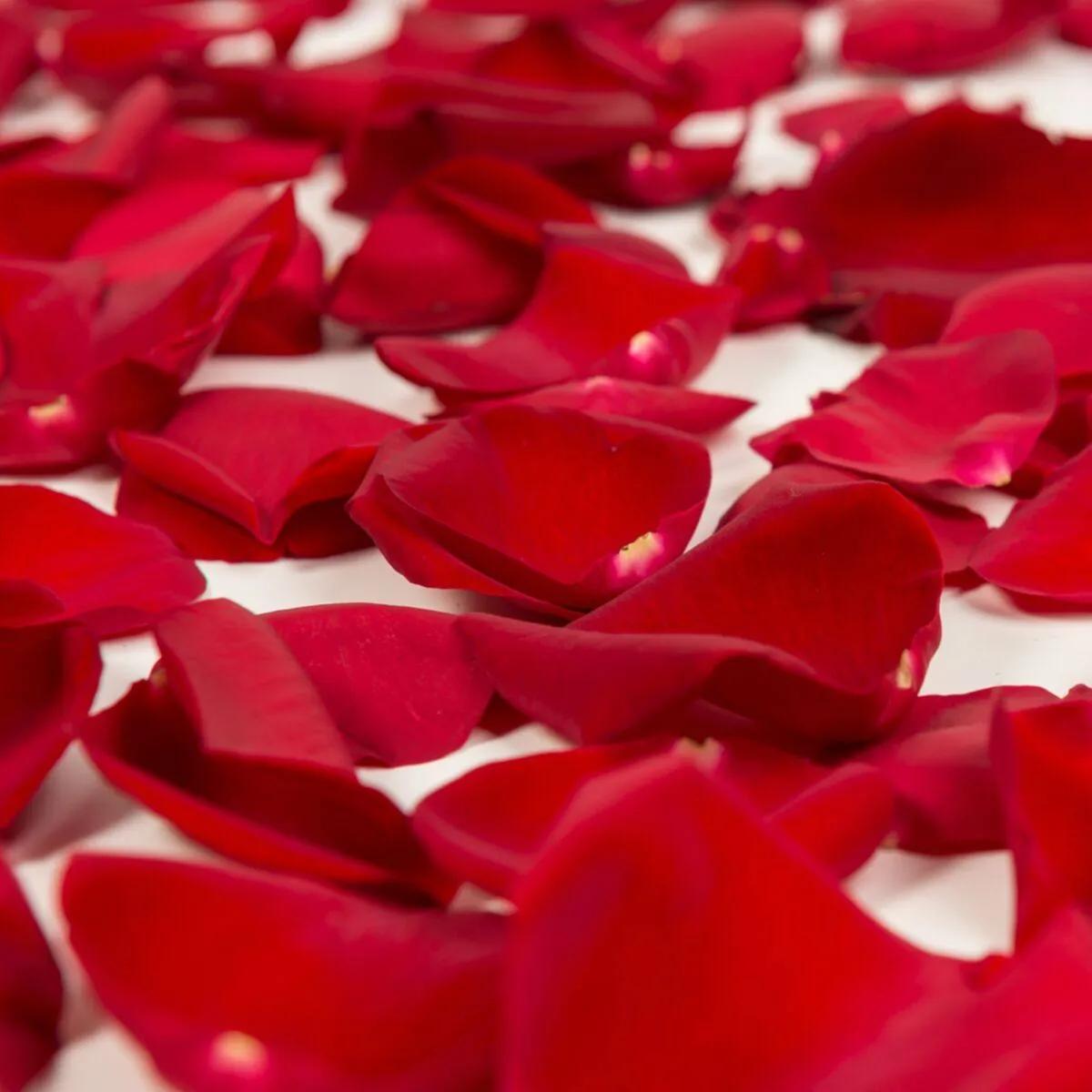 Red Rose Petals Fresh