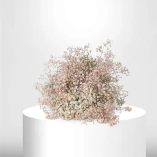 50 Pink Gypsophila - B60080