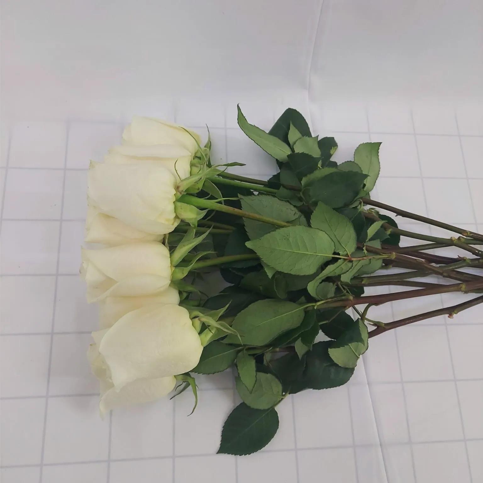 1x White Rose