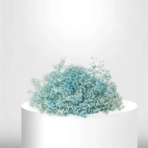 50 Blue Gypsophila - B60077