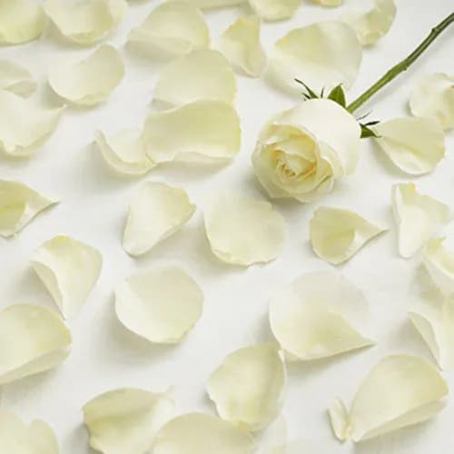 White Rose Petals Fresh