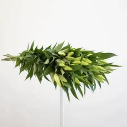 20 Stems Of White Lily