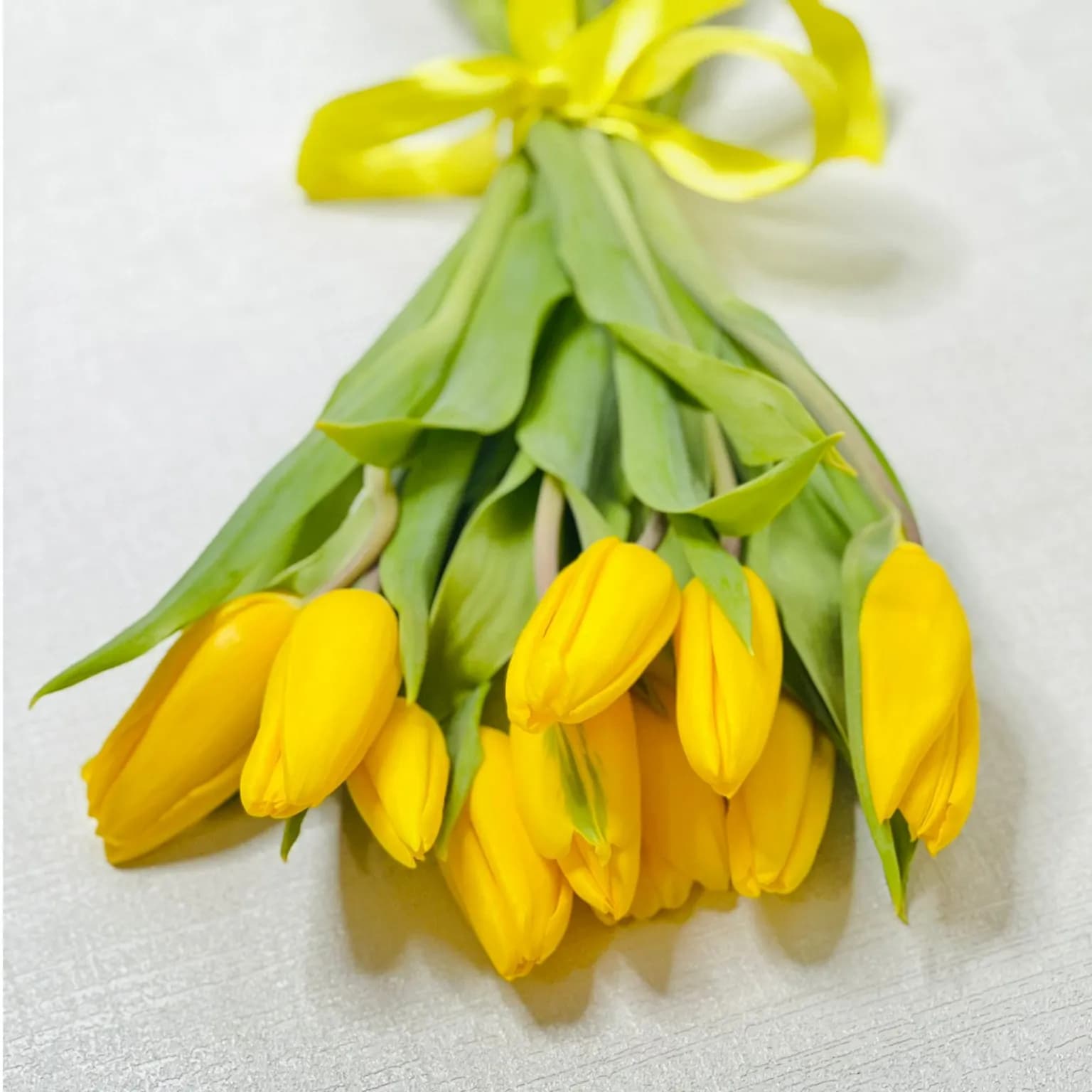 Fresh Yellow Tulip