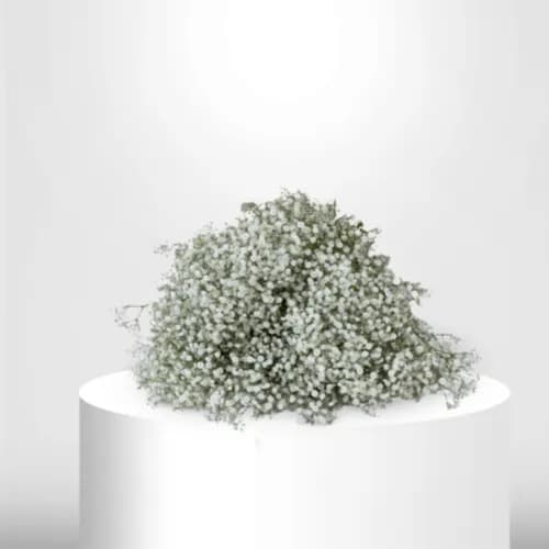 100 White Gypsophila - B60075