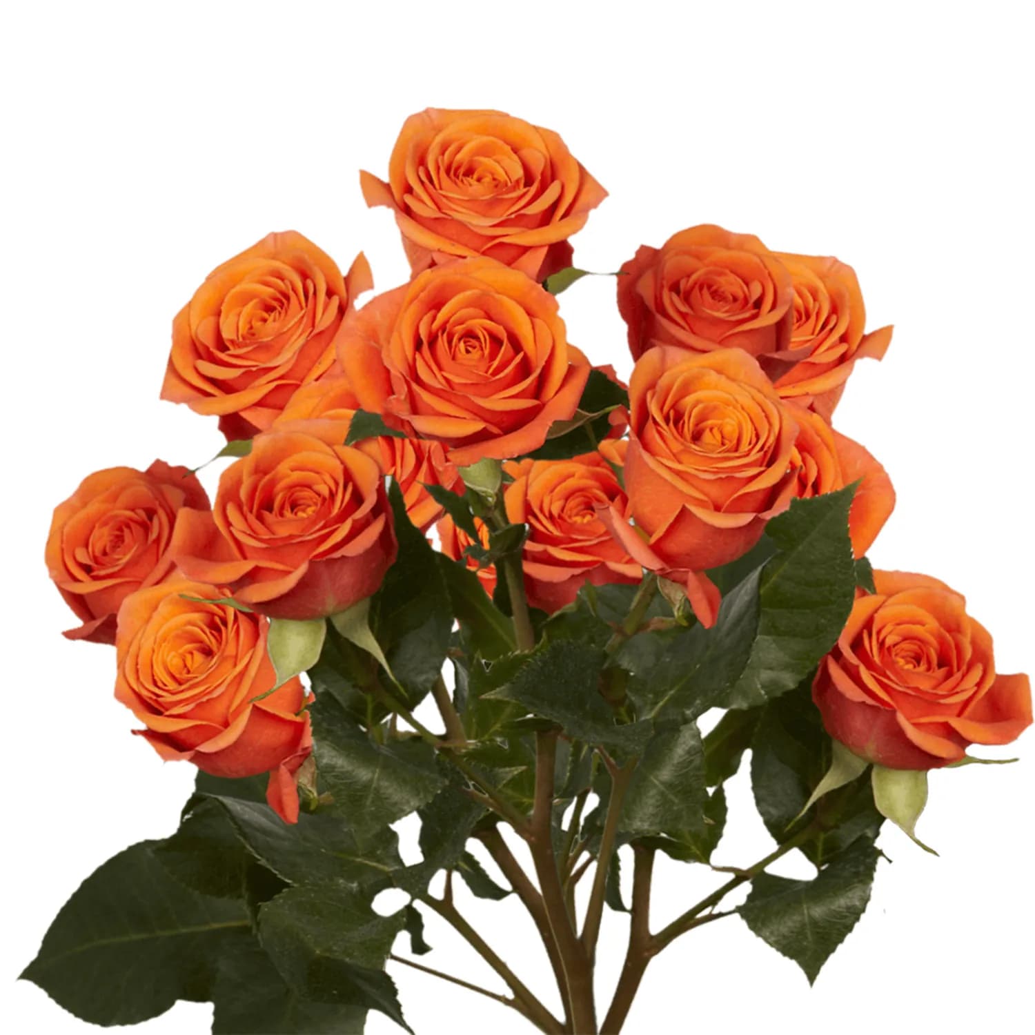 10 Orange Baby Roses