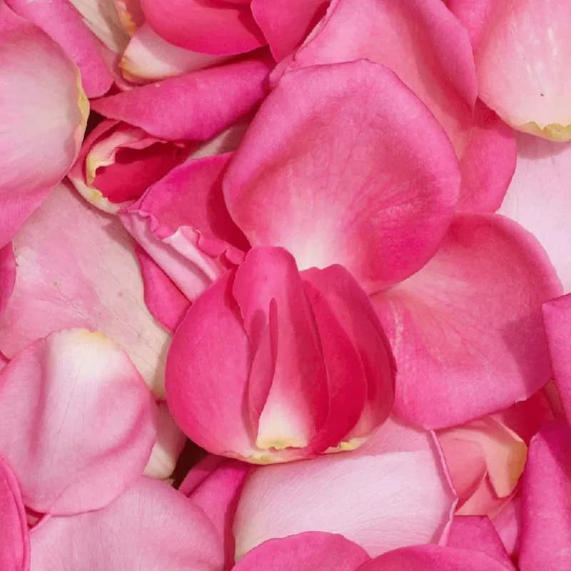 Pink Rose Petals Fresh