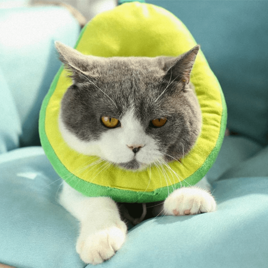 Pets Neck Ring Protection Collar Avocado