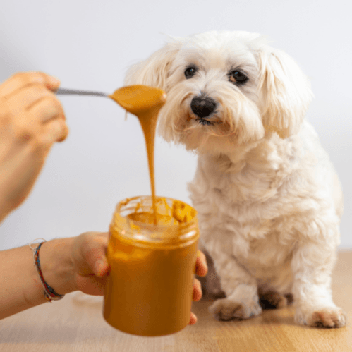 Dog Peanut Butter Dog Treat 250g