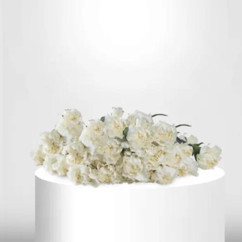 30 White Carnation - B60072