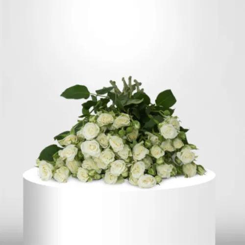 100 White Spray Roses - 60030