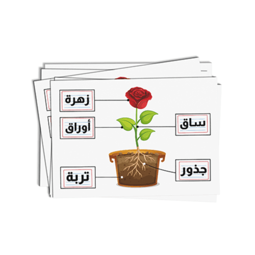 Flower Parts Arabic