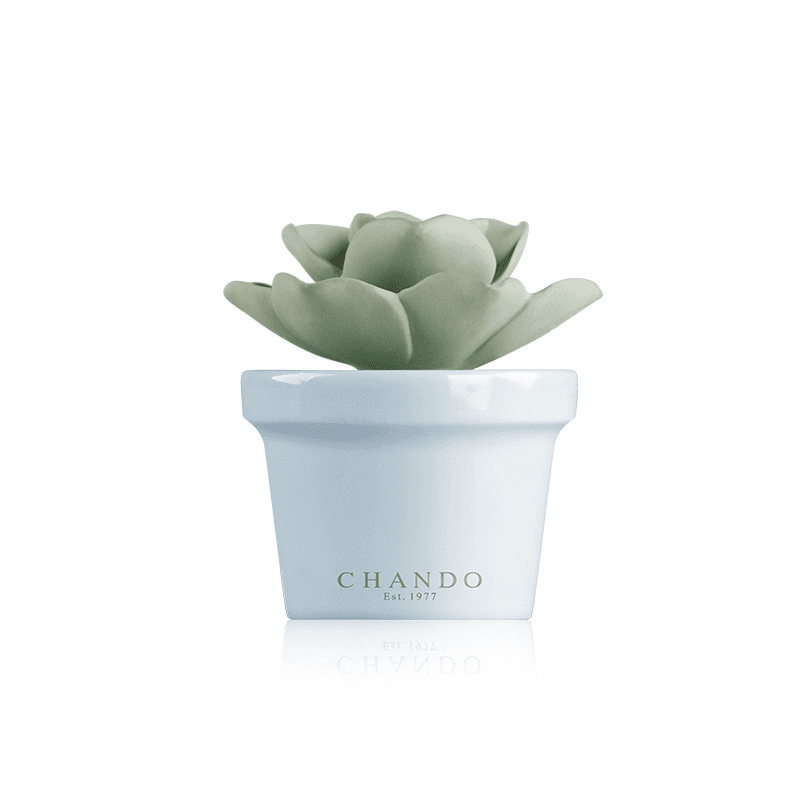 Aroma Porcelain Diffuser Mini Succulent