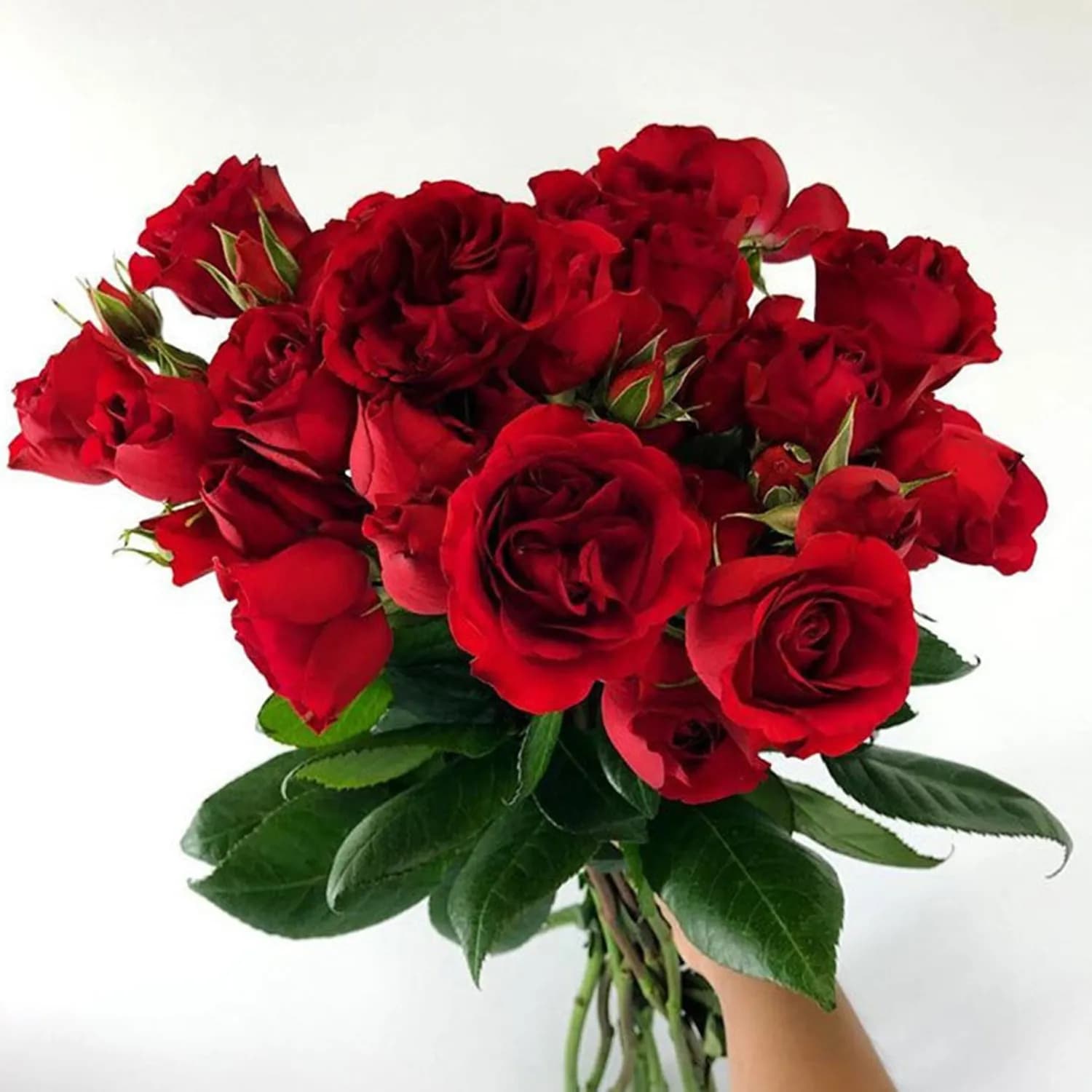 10 Red Baby Roses