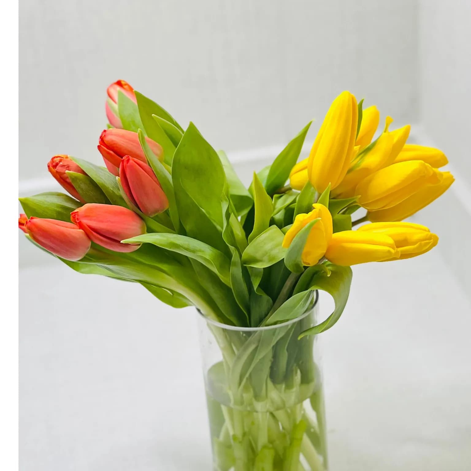 Fresh Brand New Tulip Mix