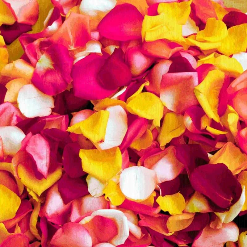 Mixed Colors Rose Petals Fresh