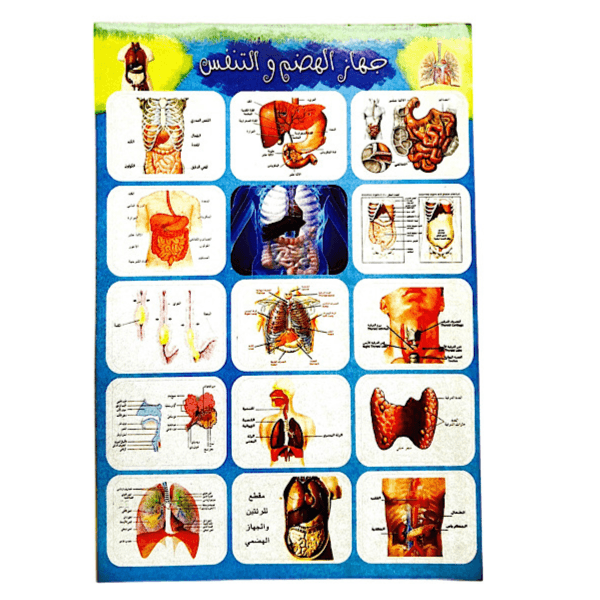 Human Digestive System Stickers Educational B5 Size Arabic - 10195