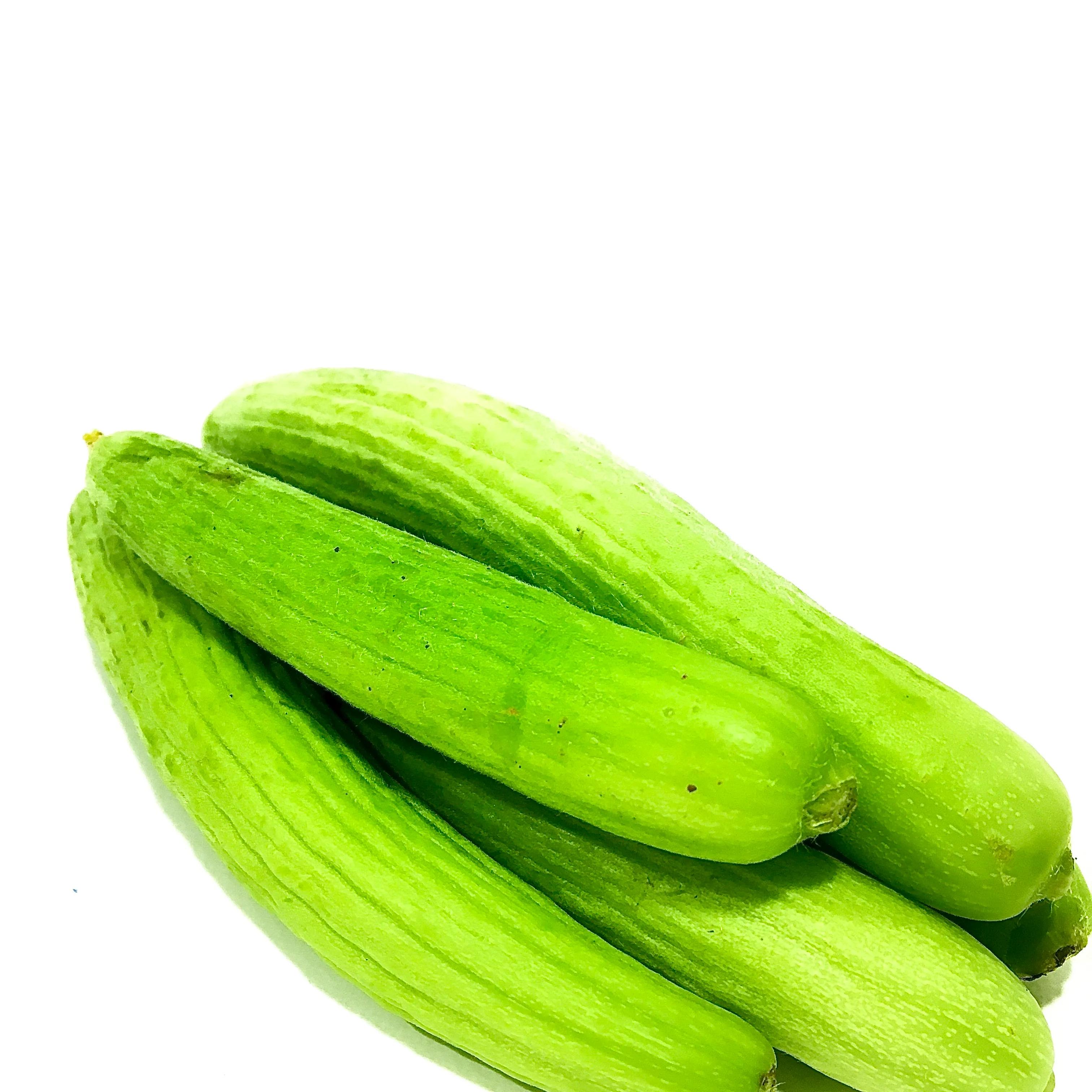 Wild Cucumber Lebanon 500g