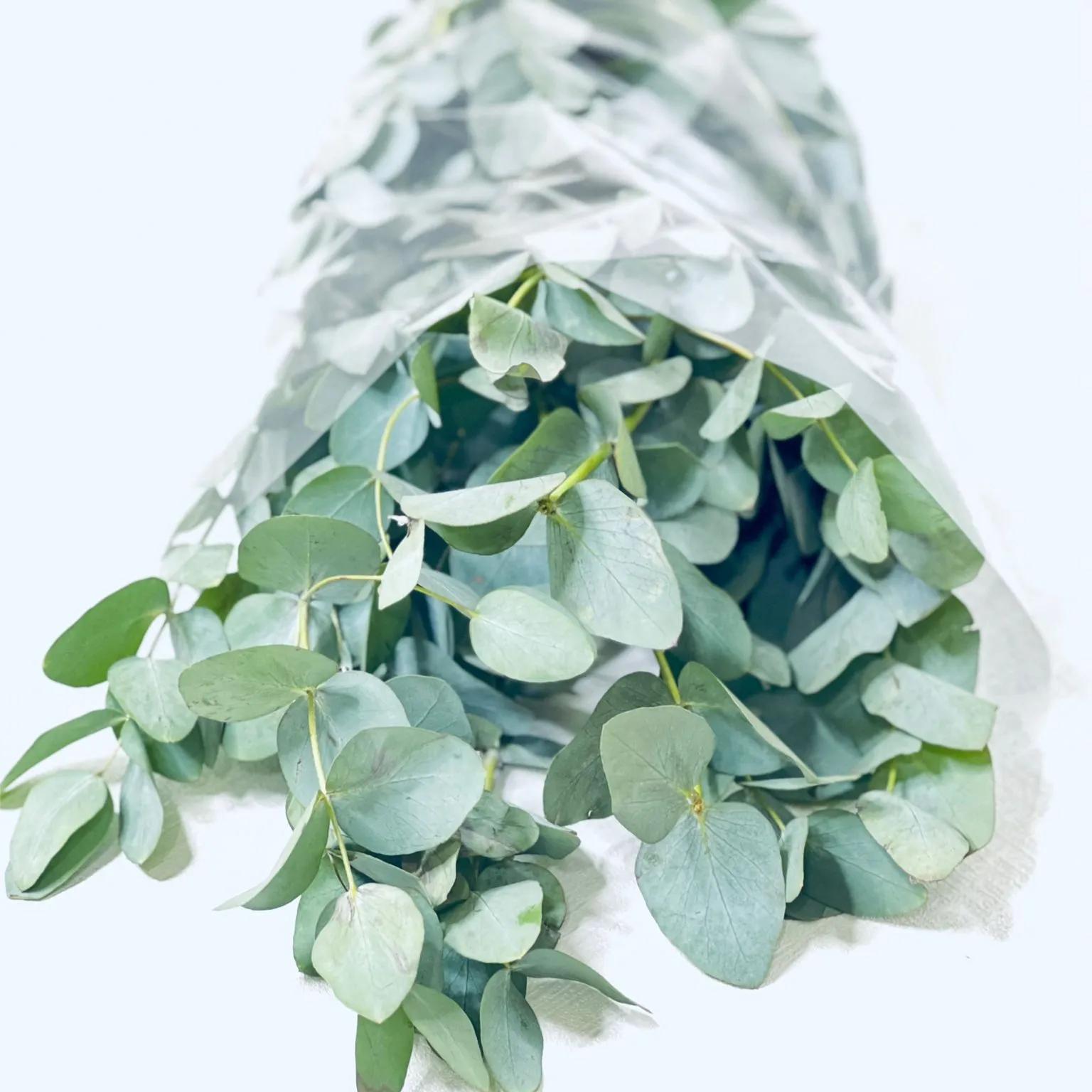 Eucalyptus 1 Bunge