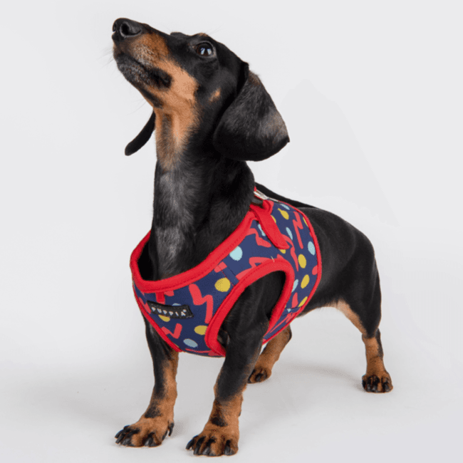 Puppia Pawa Dog Harness Qr Code XL