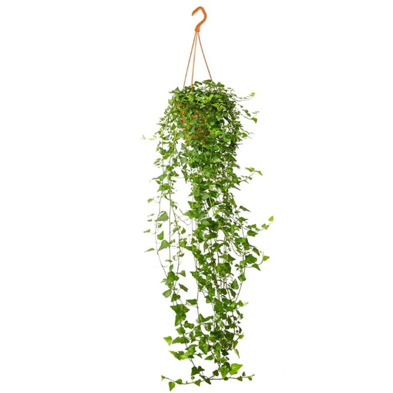 Hedera Green Leafed - Hanging
